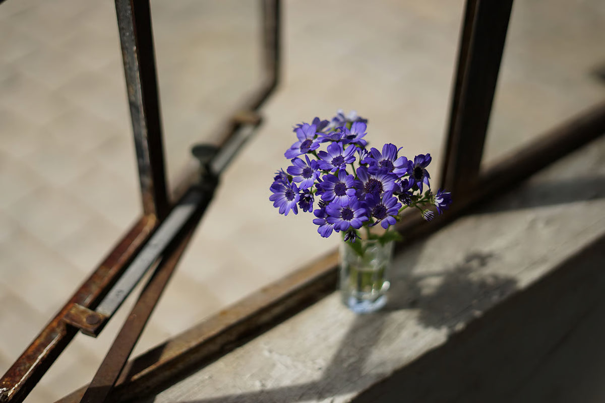 Sony E 50mm f/1.8 OSS objectief