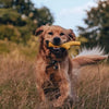 Beco Pets Super Stick - Flexibele werpstok voor honden - Ideaal voor apporteren - Beco Pets - Oranje