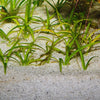JBL Sansibar River- Natuurlijk Aquariumzand